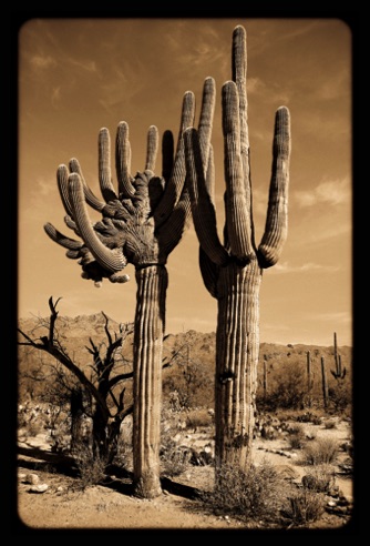 Emperor and Empress Saguaro
Tucson, AZ.
